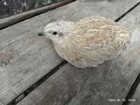 Quails — 7. fotó