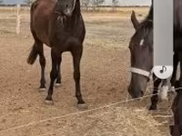 公马, Horses — 照片 1