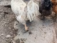Chickens — foto 4