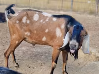 Goat, Nubian Goat — photo 3