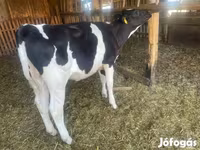 Kuh, Holstein-Rasse — Foto 3