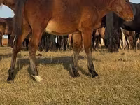حصان, Mugalzhar horse — الصورة 5