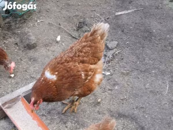 Danish hen — Hungary