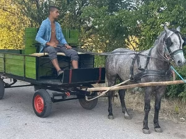 Cavalo, Cavalos — Hungria