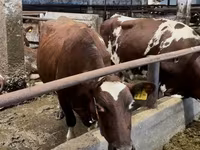 Tehén, Holstein fajta — 4. fotó