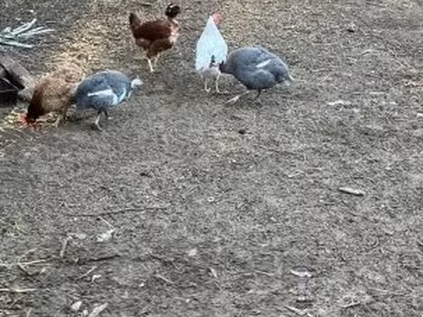 Guinea fowl — Magyarország