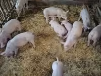 Świnie (partia, płeć nieokreślona) — zdjęcie 1