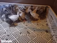 Chickens — الصورة 2