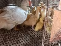 Ducks — zdjęcie 2