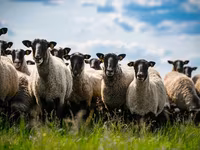 Kos, Romanov sheep — 2. fotó