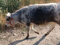 بقرة, البلجيكية الزرقاء — الصورة 2
