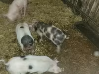 Disznók (tétel, nem megadva), Sertések — 1. fotó