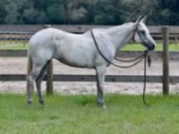 Mare, Quarter Horse — photo 2