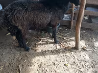 Kos, Karakul sheep — 2. fotó