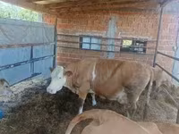 بقرة, French Simmental cattle — الصورة 1