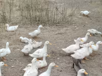 Niemiecki Pekin — zdjęcie 1