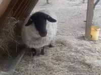 公羊, White Suffolk sheep — 照片 5