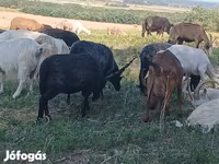 Schaf, Racka sheep — Foto 1