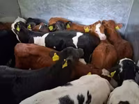 Býk, Simmental cattle — foto 2