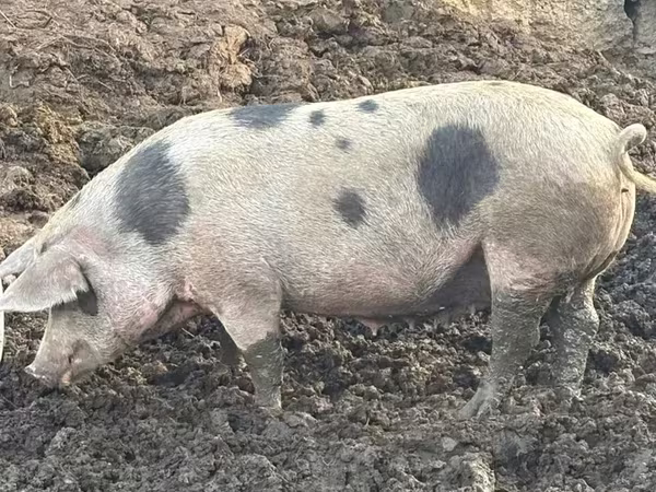 母猪, Pigs