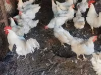 Chickens — zdjęcie 2