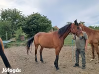 Kanca, Lovak — 2. fotó