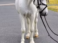 Caballo, Caballos — foto 1