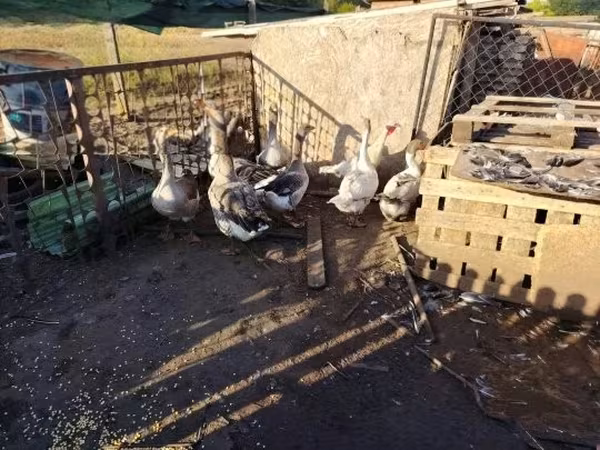 Geese