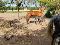 母马, Horses — 照片 2