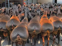 Kos, Baerchuke sheep — 1. fotó