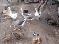 Ducks — photo 3