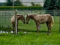 Horse (M), Rocky Mountain Horse — photo 3