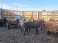 Juh, Hissar sheep — 2. fotó