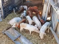 Schweine (Partie, Geschlecht nicht angegeben), Дюрок — Foto 3