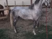 公马, Lipizzaner — 照片 6