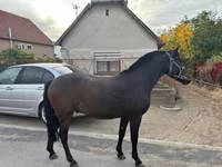 Cheval, Chevaux — photo 6