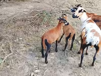 Widder, Cameroon sheep — Foto 4