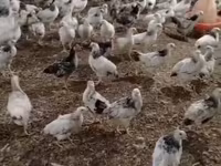 Chickens — zdjęcie 1