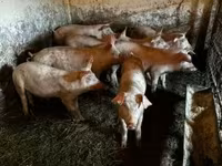 公猪, Pigs — 照片 3