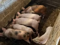 Pigs (batch, sex not specified), Pigs — photo 4