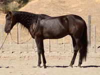 Hing, Friesian — 1. fotó