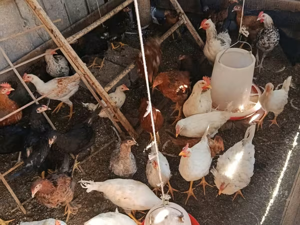 Chickens