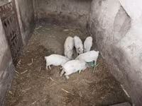 Donuzlar (partiya, cinsi göstərilməyib), Мангалица — foto 3