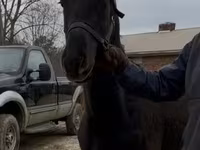Hing, Black Sea breed — 2. fotó