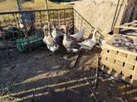 Geese — फ़ोटो 3