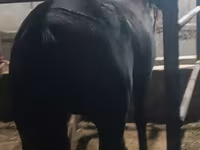 Stute, Budyonny horse — Foto 3