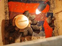 King Quail — photo 6