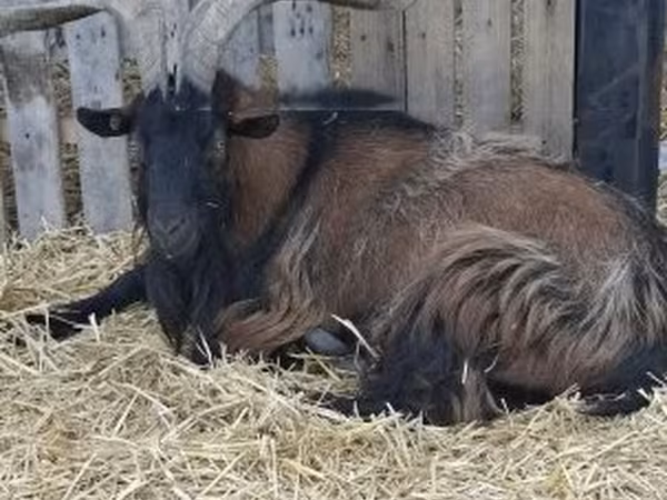 Keçi, Alpine goat