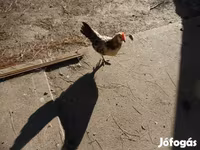 Chickens — Foto 3