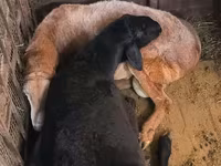 Beran, Arashan sheep — foto 7